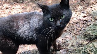 A black cat that rubs his feet too hard.