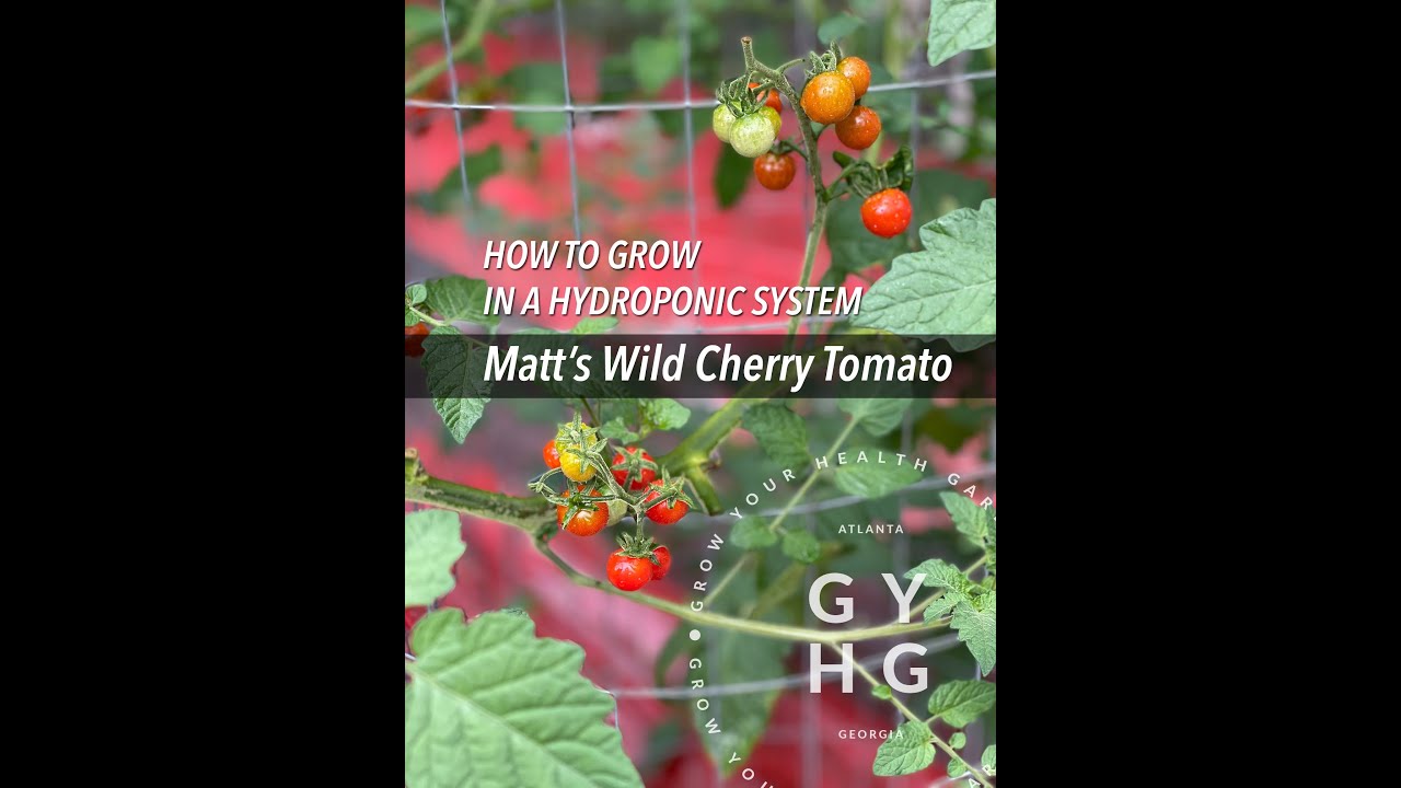 Matt’s Wild Cherry Tomato Hydroponic Growing & Pruning Tips