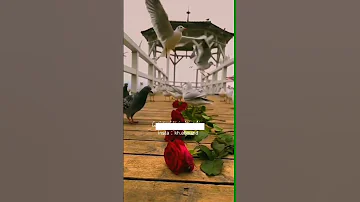 حن قلبي له فاض شوقا اليه رسول الله ص ل على الحبيب قلبك يطيب بدون حقوق للاجر 