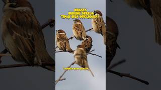 Kenapa burung gereja tidak bisa dipelihara #shorts