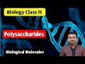 Polysaccharides, types of Polysaccharides | Starch | Glycogen | Cellulose