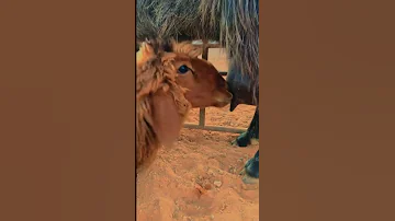 الحياة وسط 