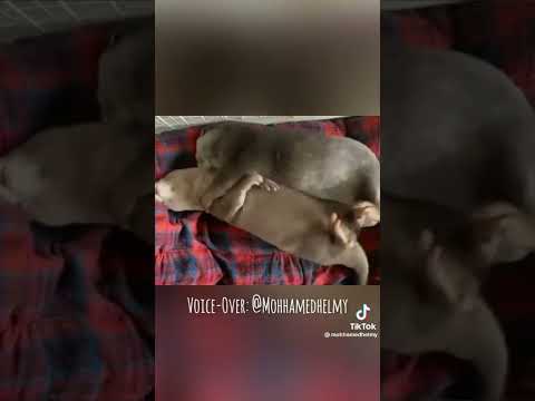 دقستي ليه يا بليده