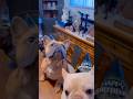 Here's more vids from Gusgus' 2nd Birthday Party today!!! 🎉🐾 #pups #frenchies #frenchbulldogs