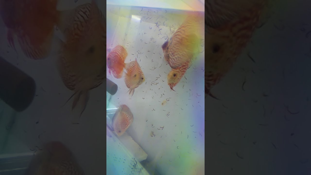 Important discus pair