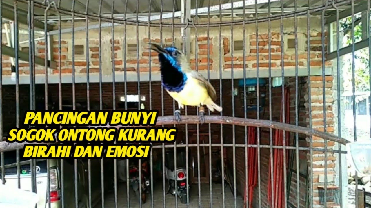 TEMBAKAN SOGOK ONTONG GACOR BAGUS UNTUK MASTERAN