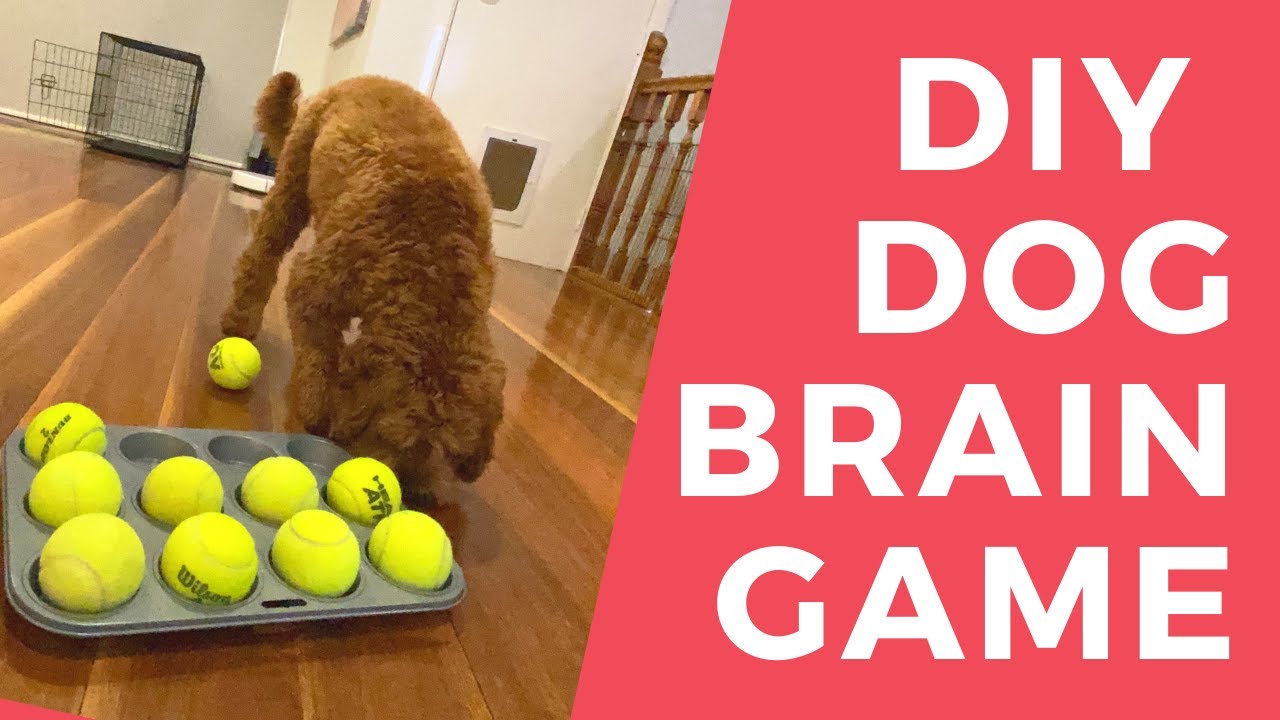 Dog Enrichment Made Easy: The Muffin Tin Game – Cheerful Hound