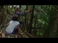 The living bridges of meghalaya