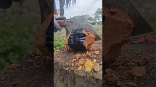 Wait For The Crack naturecoconut coconutcutting freshcoconut coconutwater coconuttree