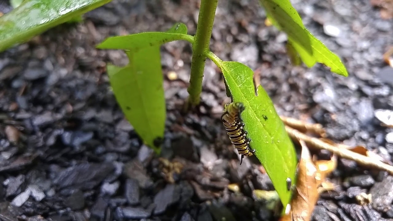 caterpillar stock price Monarch Caterpillar