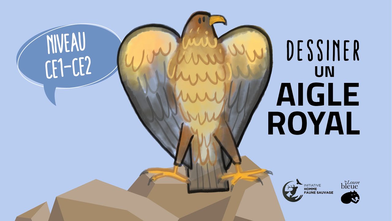 Dessiner un Aigle Royal rapide et facile - niveau Ce1- Ce2 - YouTube