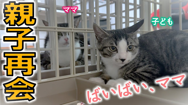 お別れの日、親子の再会に子猫たちの反応は…？