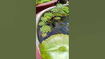 NGẮM HOA SÚNG ĐỘT BIẾN MÀU NỞ THƯỜNG XUYÊN TRONG CHẬU XI MĂNG NUÔI CÁ MÚN KIM SA