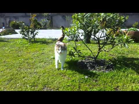 საყვარელი ფიფო 4K