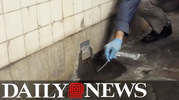 Swabbing the New York subway DNA and microbes