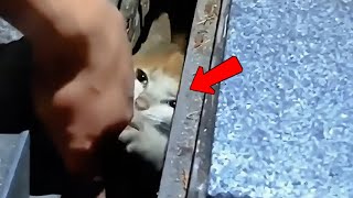 Cat Gently Tapped a Passerby’s Hand With Her Tiny Paw, Begging For Help😟 screenshot 5