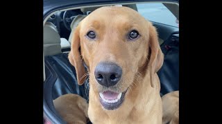 3 Generations of Fox Red Labs (10 years, 6 years, 2 years old)