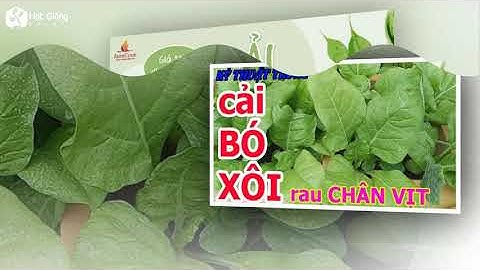 Hạt Giống Cải Bó Xôi - Hạt Giống F1