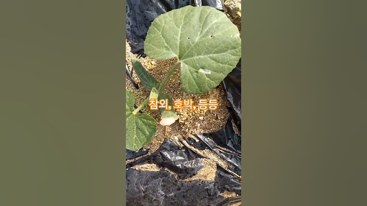 노지에 뿌린 씨앗들 모두 발아함, 참외, 호박 등등