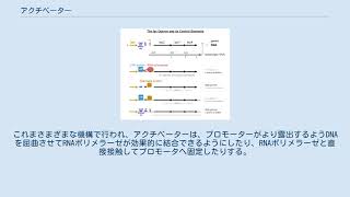 アクチベーター Youtube