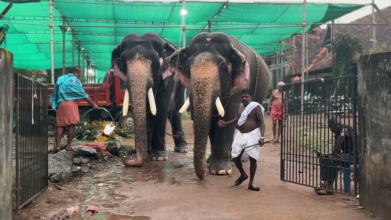 തൃപ്പൂണിത്തുറ വൃശ്ചികോത്സവത്തിന് എത്തിയ ആനകൾ | T4Trip |