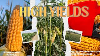 How Hybrid Maize Seeds Are Made | Complete Guide / Strengthening Hybrid Seed Production Systems