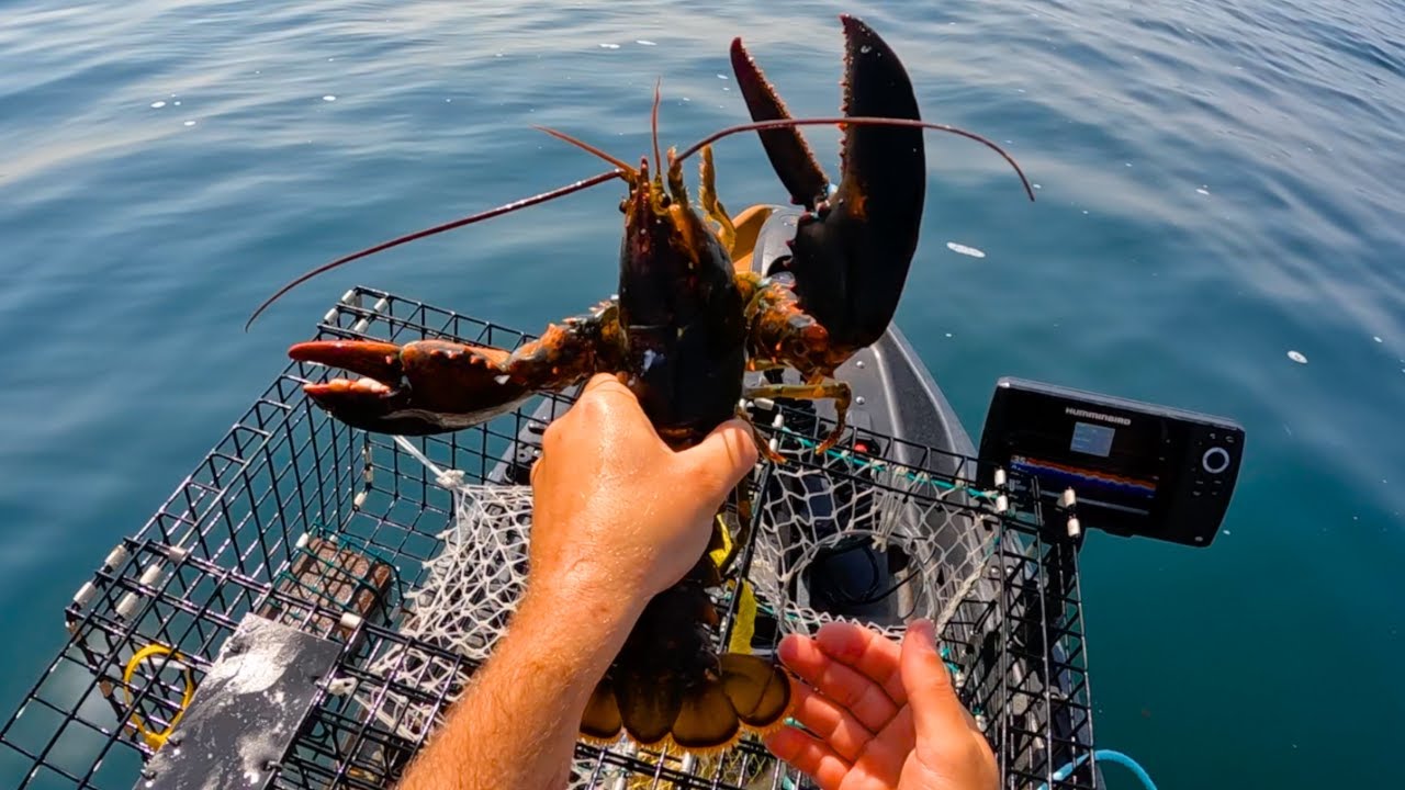 Successfully Harvesting Lobsters From My Kayak! YouTube