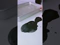 漆黒の琥珀糖を作っていく!#shorts