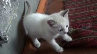 Борьба котят- Funny Cats-Смешные и Забавные котята Борьба котят- Funny Cats-Смешные и Забавные котята