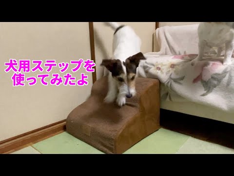 犬用ステップを上手に使ったジャックラッセルテリアがお利口すぎた