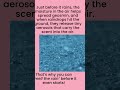 Why can we smell rain coming? | The Science of Petrichor!