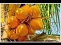 Сбор королевского кокоса - Шри Ланка