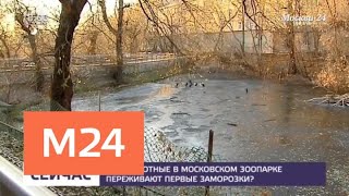 Как животные в Московском зоопарке переживают первые заморозки - Москва 24 Как животные в Московском зоопарке переживают первые заморозки - Москва 24