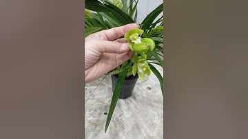 địa lan quốc sắc Thiên Hương chậu 8-9 vòi nụ lẻ 250k.lh 0382831806