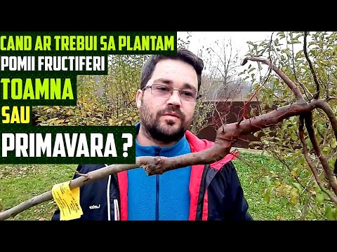 Video: Despre plantarea copacilor cu rădăcină - Sfaturi pentru plantarea cu rădăcină