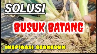 MENGATASI BUSUK BATANG PADA DAUN BAWANG°||°BEGINI CARANYA  @papihazel