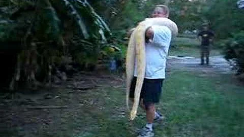 Bernice the Burmese Python