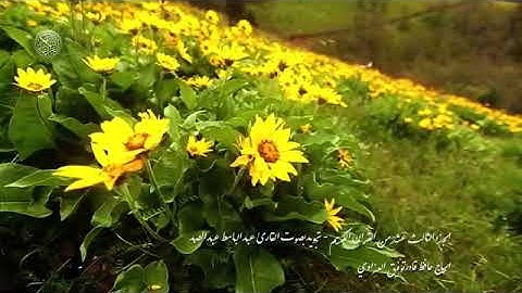 الجزء الثالث عشر القرآن الكريم الشيخ عبد الباسط عبد الصمد