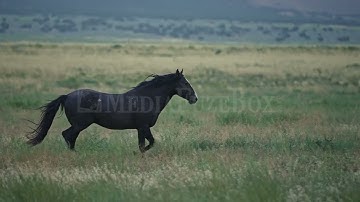 Stock Video - Wild horse running through grassy field in slow motion