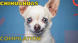 Funny chihuahua compilation, try not to laugh  Funny chihuahua puppy videos