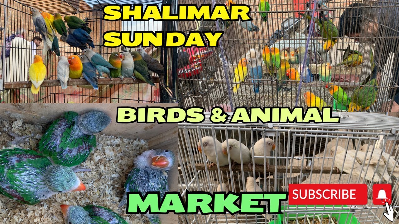 Shalimar Sunday birds market | Hani Planet #lovebirds #shalimar
