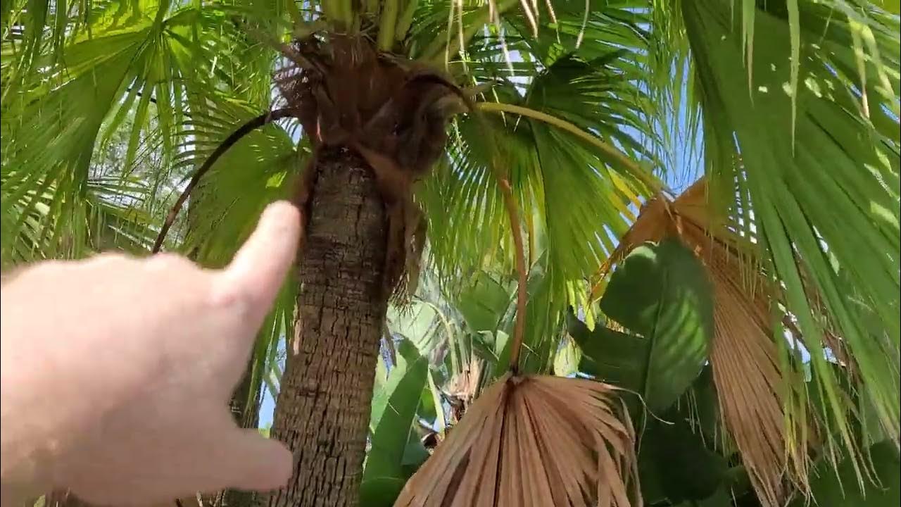 How To Tell The Difference Between Sabal palmetto and Chinese Fan Palms