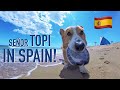 TOPI IN BARCELONA! - Topi the Corgi