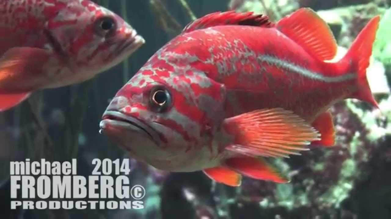 Cod & Snapper Vancouver Aquarium - Michael Fromberg - YouTube