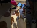 Rescue hound dog reacts to a baby crying!