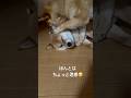 母は耐える… #柴犬 #shibainu #柴犬まる #柴犬親子