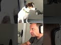 Cutest Jack Russell dog ever being interviewed for a podcast
