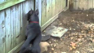 pitbulls guarding their turf by froberts12004 157,010 views 13 years ago 3 minutes, 20 seconds