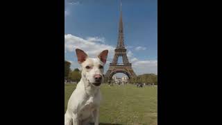 fatiga en la torre ifel🐶 #2 #funny #humor