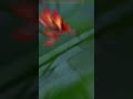 Best Ninelbos plays - lee sin main - lee sin montage #leagueoflegends #urfplays #leesin #jungle #fun